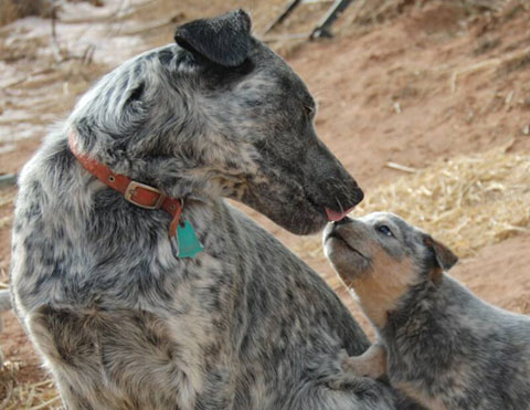 Australische hond likt jong